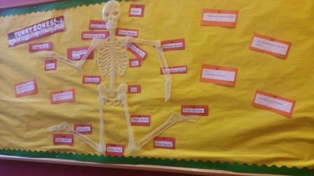 We learned lots of things about our skeleton